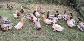 Kachna saská,ruánská - 2