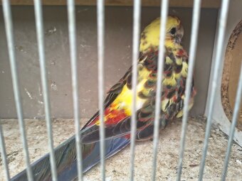 Penanty straky pára - 2