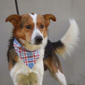 Bobi - hledá si člověka, kterému dokáže věřit. - 2