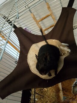 Osmáci degu(2 kluci) - 2