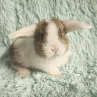 ⭐️ Vánoční ⭐️ Zakrslý beránek SATÉNOVÝ🍀 T2 - 2