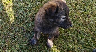 Atraktivní štěňata - 2