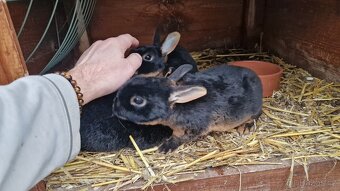 Zakrslý králik - 2