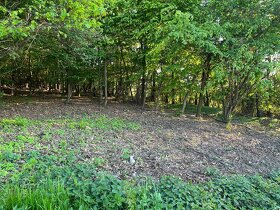 Pozemek pro chov včel - pronájem - levně - 2