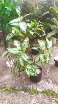 Prodám umělé 2ks květiny na dekoraci a přidám malou květinu - 2