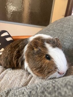 Darujeme morčátka - 2