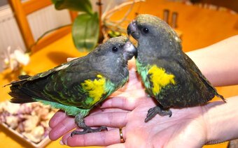 papoušek žlutotemenný - 2