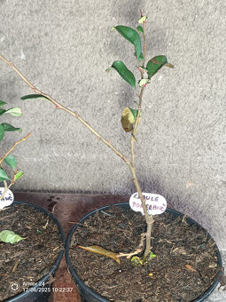 Kdoulovec Japonský - 2