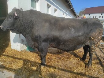 Plemenný býk Aberdeen Angus černý - 2