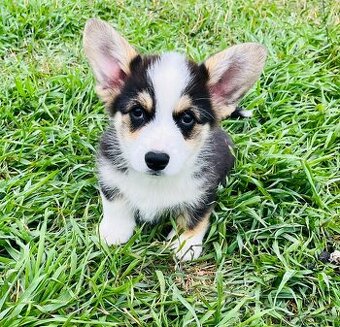 Welsh corgi pembroke s PP (FCI) - 2