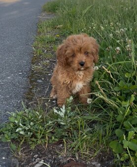 Cavapoo s registraci - 2
