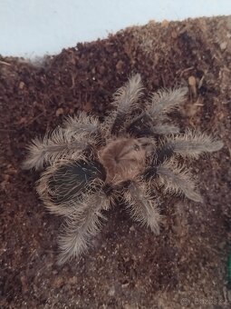 Sklípkan Brachypelma albopilosa - 2