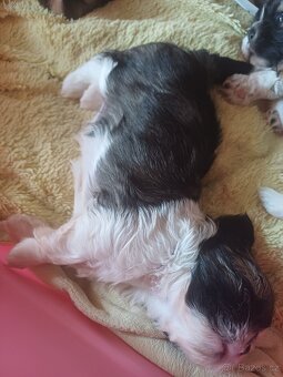 Shih tzu bez PP - 2