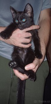 Kocourek č.1- Mainská x Ragdoll x - 2