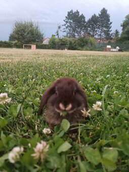 Zakrslý králíček - 2