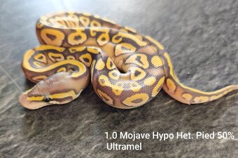 Krajta královská - 2