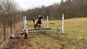 Klisna BAROC PINTO - 2