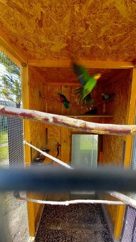 Papoušek Nádherný - 2