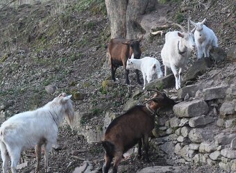 Kozel, kozy, kůzlata - 2