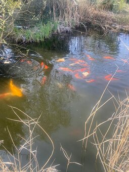 Koi kapr - 2