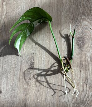 Epipremnum pinnatum ‘Variegata’ - 2