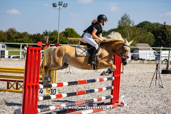 Pony klisna do sportu 10 let/ 133 KVH - 2