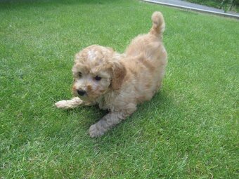 Maltipoo štěňátka - 2