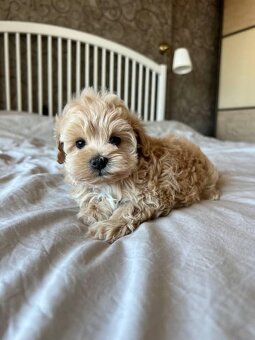 Maltipoo F1, karamelová barva - 2