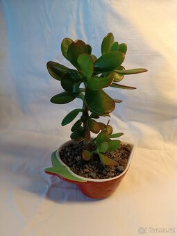 Tlustice - pokojové rostliny včetně květináčů - 2