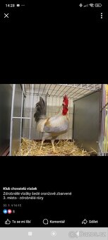 Koupím Násadová vajíčka nebo chovný kmen zdrobnělé vlašky. - 2