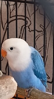 Agapornis fischeri - 2