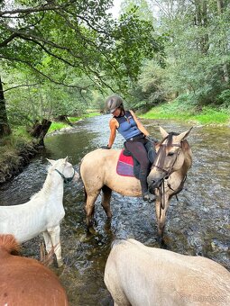 Lusitano klisna - 2