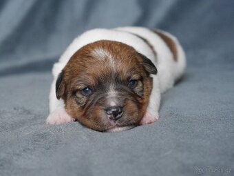 Jack russel terier - 2