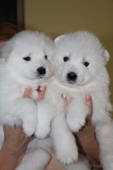 samojed štěňátka s PP - 2