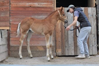 Klisnička narozená 21.4.2025 - 2