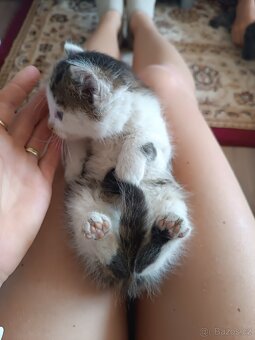 Poslední koťátko ihned k odběru - 2