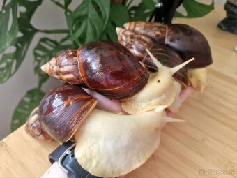 Lissachatina Fulica Jade - 2