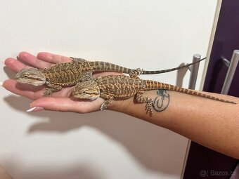 Agama vousata - 2