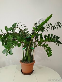 Zamioculcas - 2