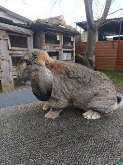 Francouzský beran divoký - 2