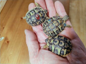 Suchozemská želva zelenavá - smlouva + CITES doklady - 2