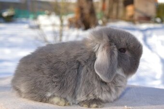 Sameček minilop Hogofogo - 2