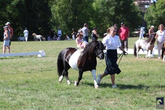 Shetland hřebec- připouštění 2026 - 2