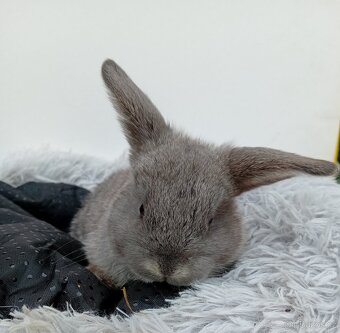 Zakrslý beránek G4 - 2