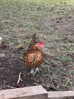 Kohout a slepice - 2