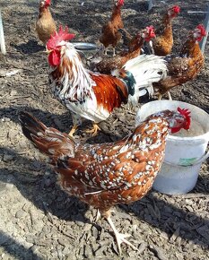 Kuřata Leghorn tricolor - 2