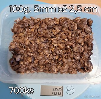 Šváb Argentinský - Blaptica Dubina - 2