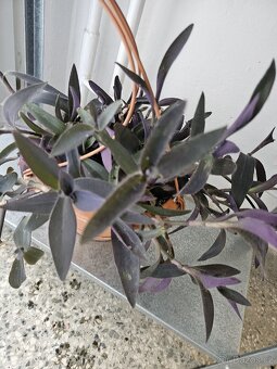 Tradescantia pallida- Voděnka fialová - 2