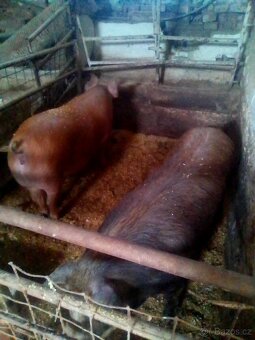 Duroc & Landras, svině -maso -chov.. - 2