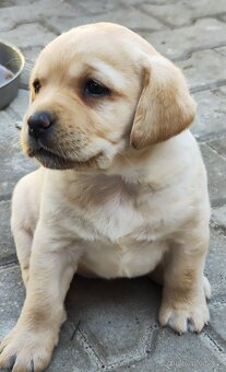 Nabídka štěňat labradorského retrievera - 2
